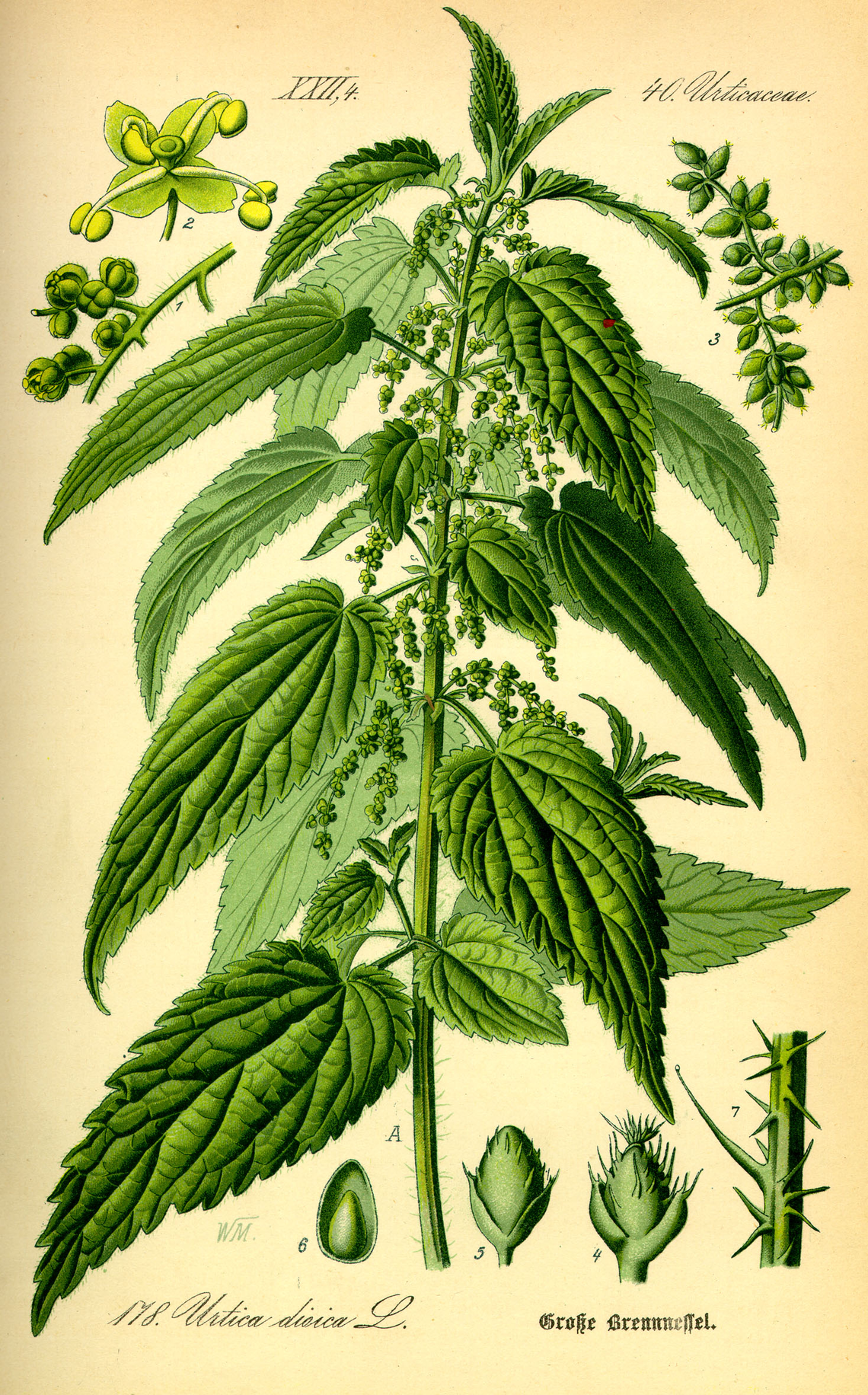 Botanical illustration of Nettle (Urtica dioica)