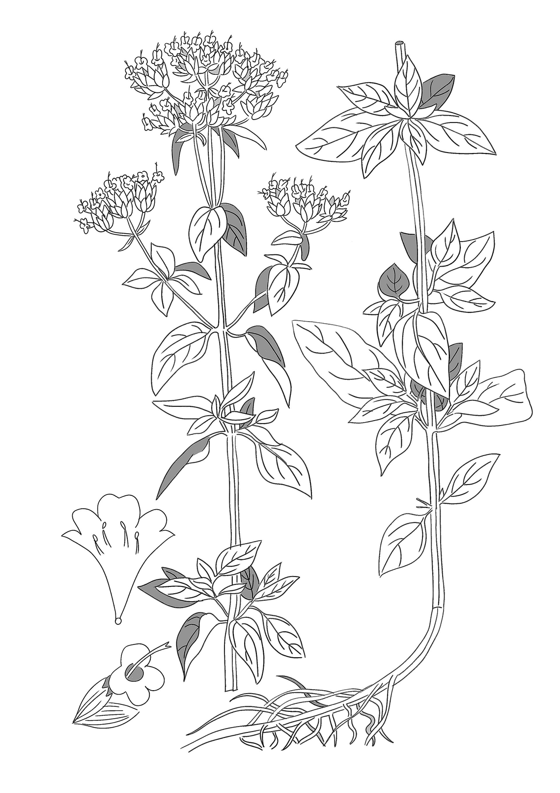 Botanical illustration of Oregano (Origanum vulgare)