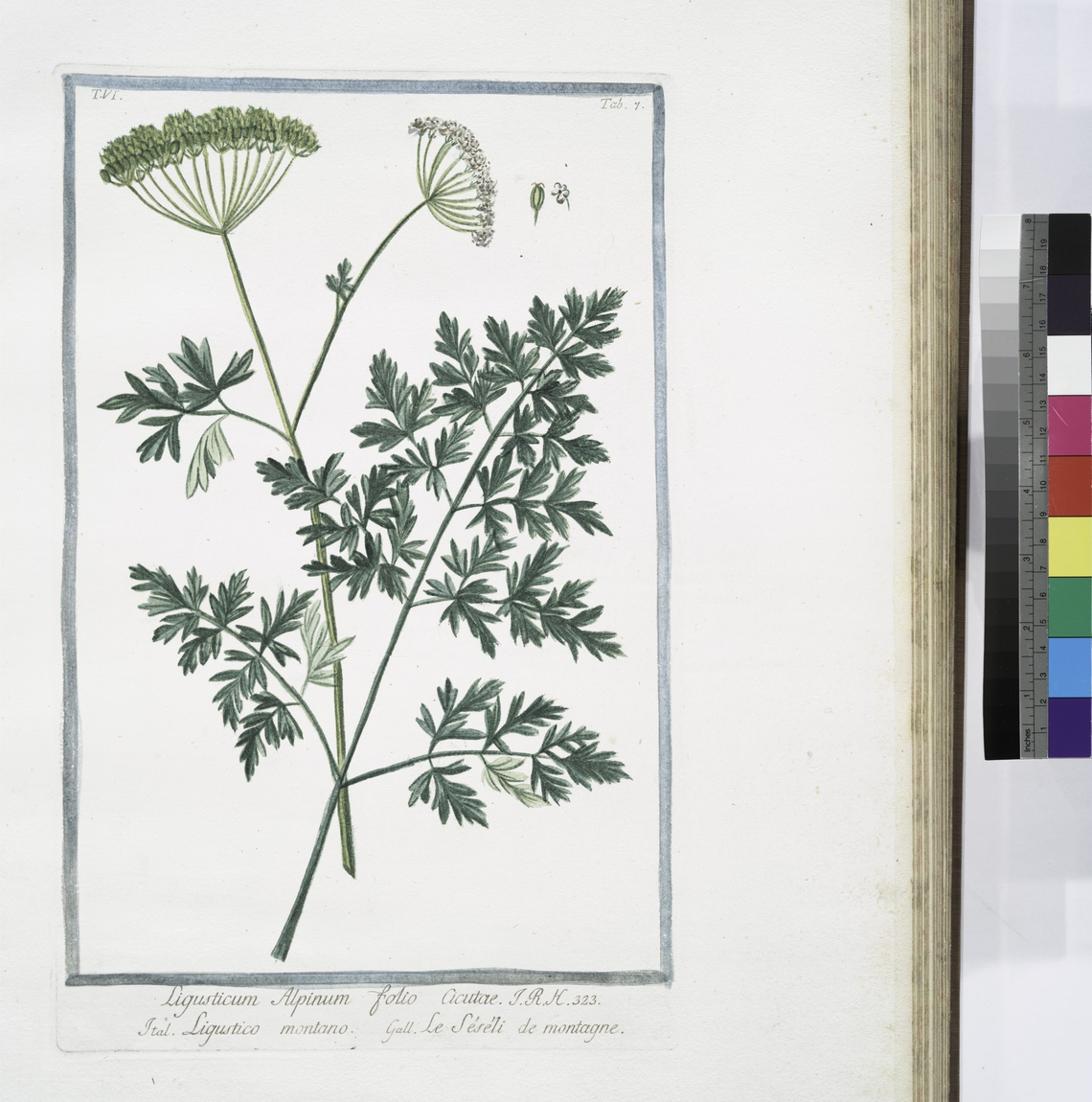 Botanical illustration of Osha (Ligusticum porteri)