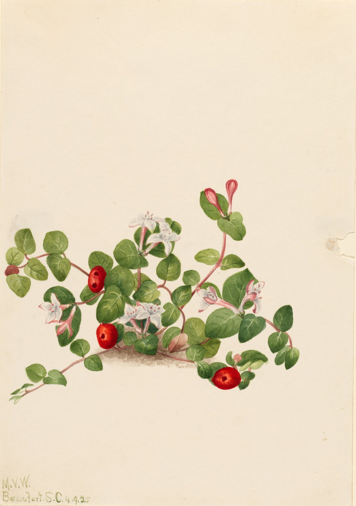 Botanical illustration of Partridge Berry (Mitchella repens)