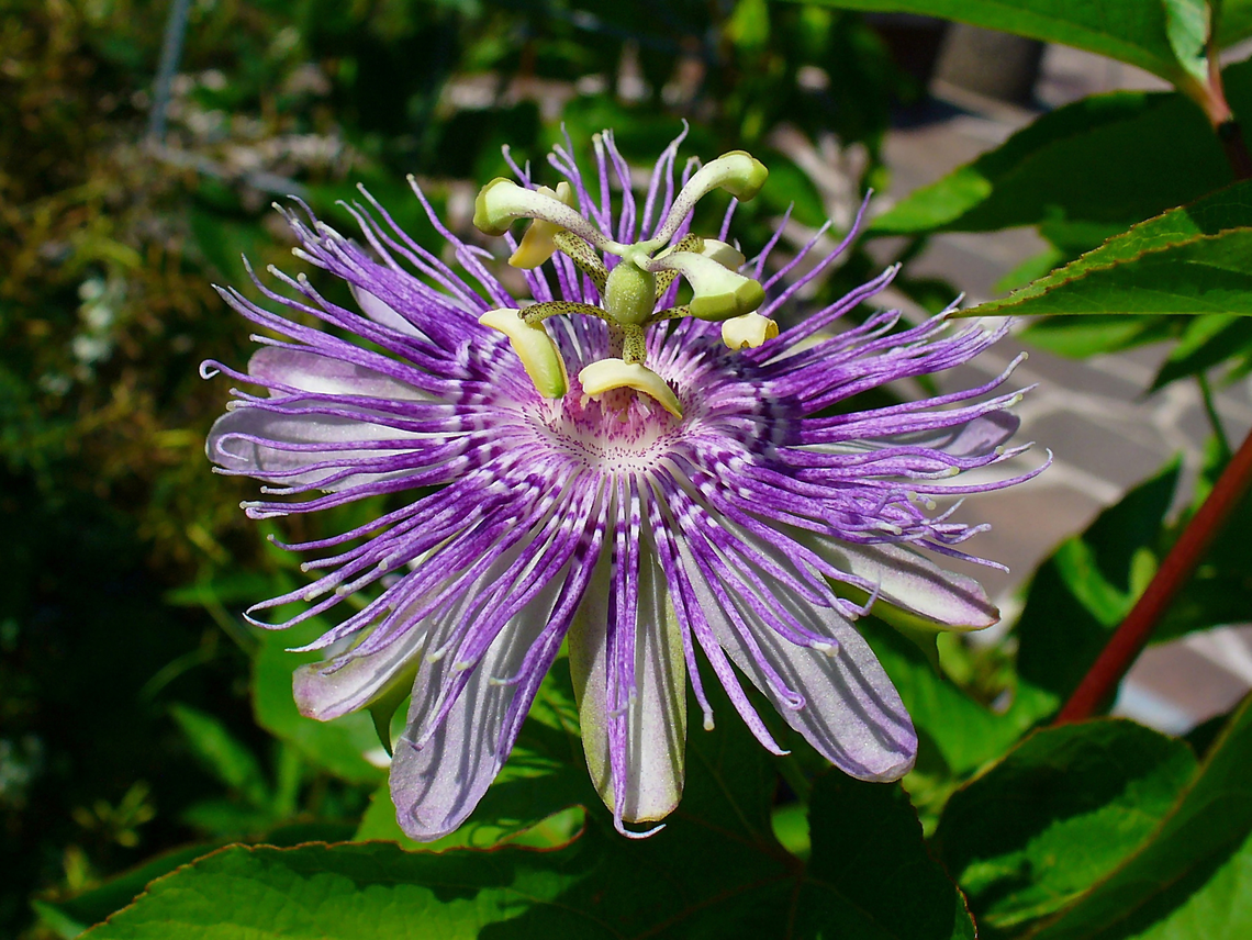 Botanical illustration of Passionflower (Passiflora incarnata)