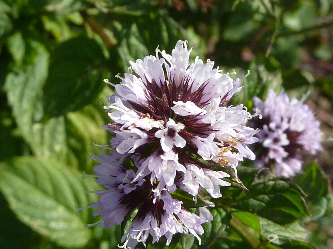 Botanical illustration of Peppermint (Mentha x piperita)