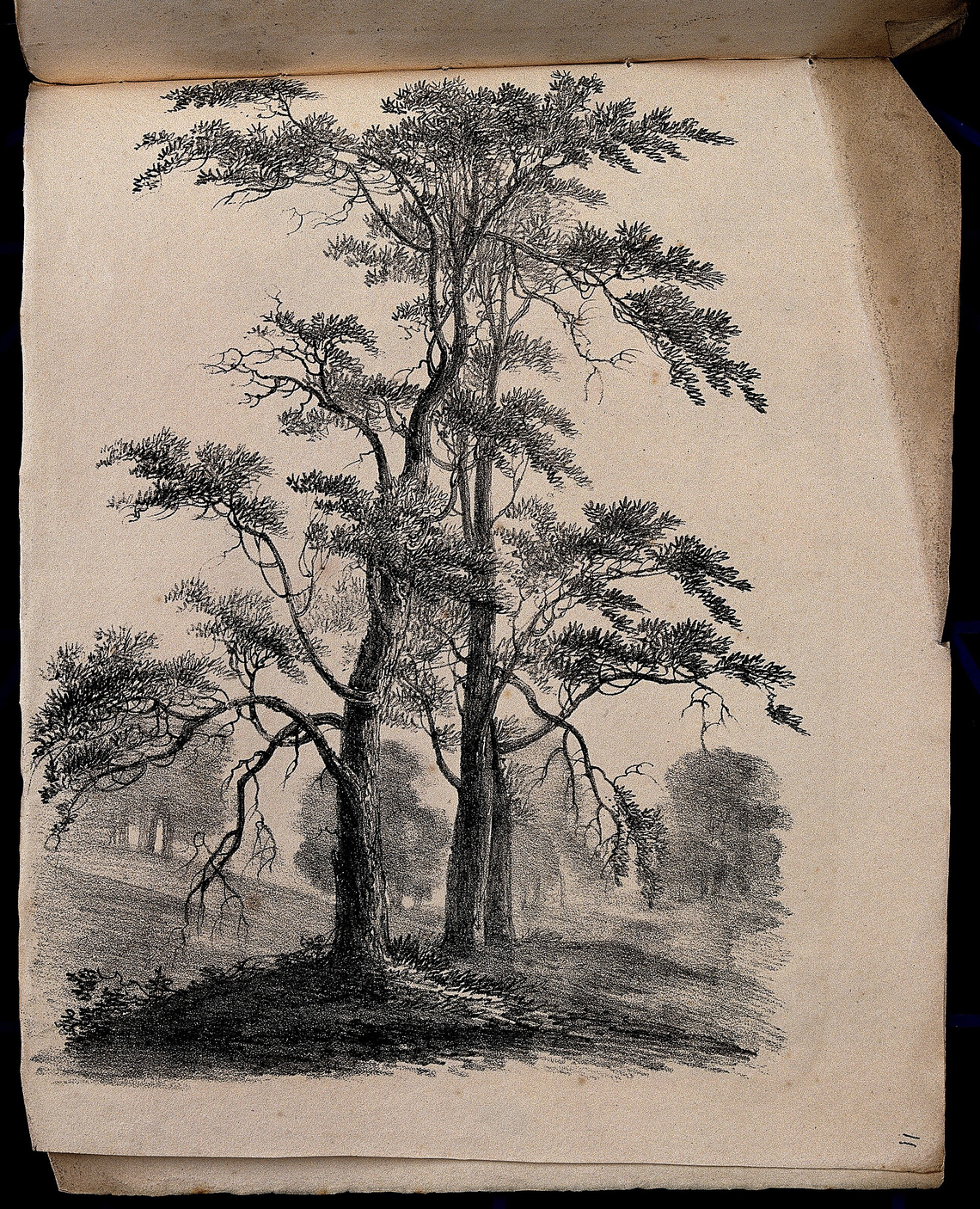 Botanical illustration of Pine Needle (Pinus species)