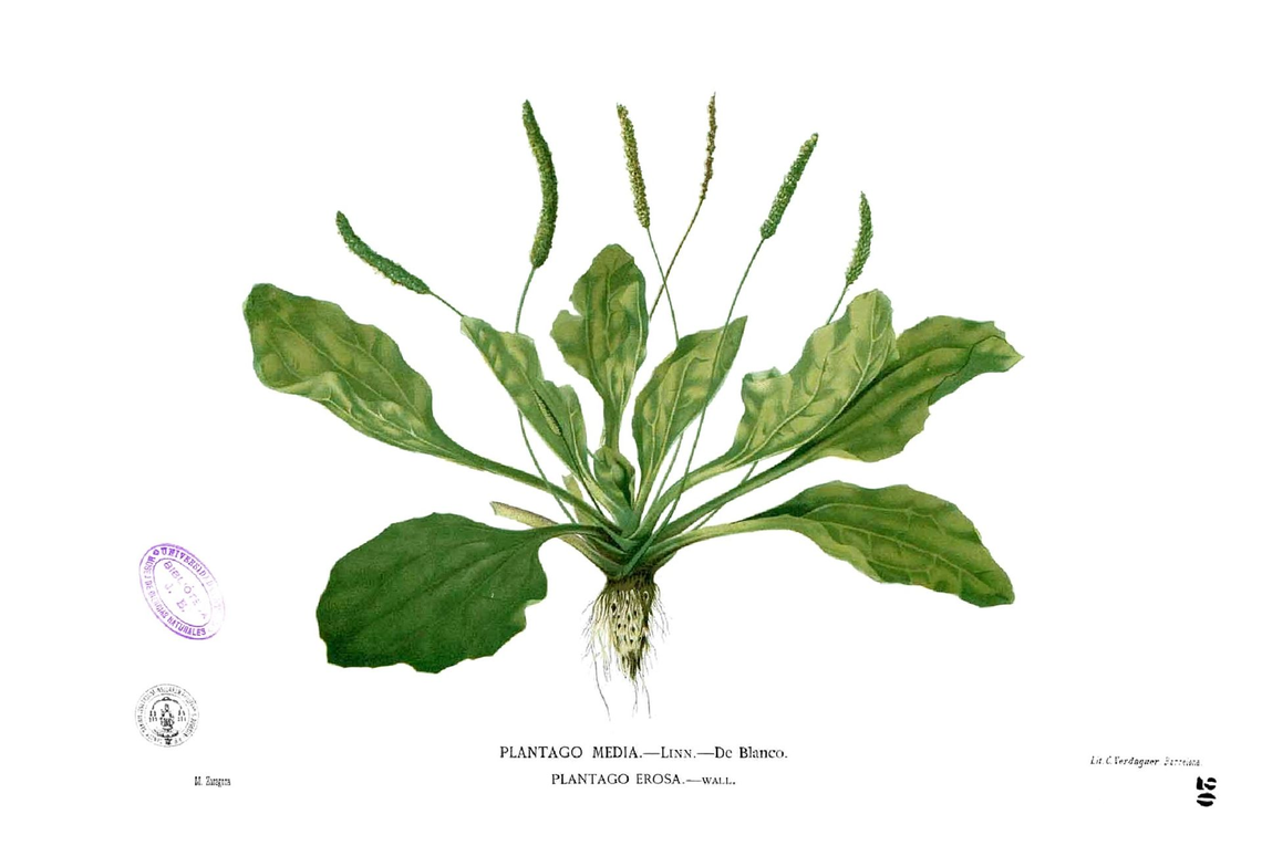 Botanical illustration of Plantain (Plantago major)