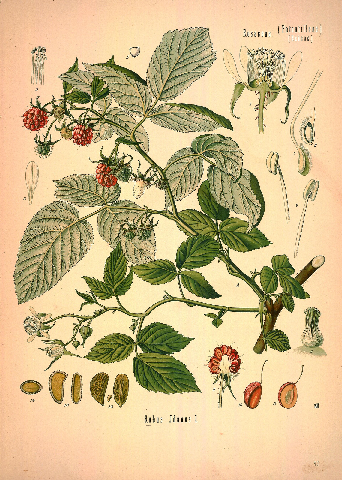 Botanical illustration of Raspberry Leaf (Rubus idaeus)