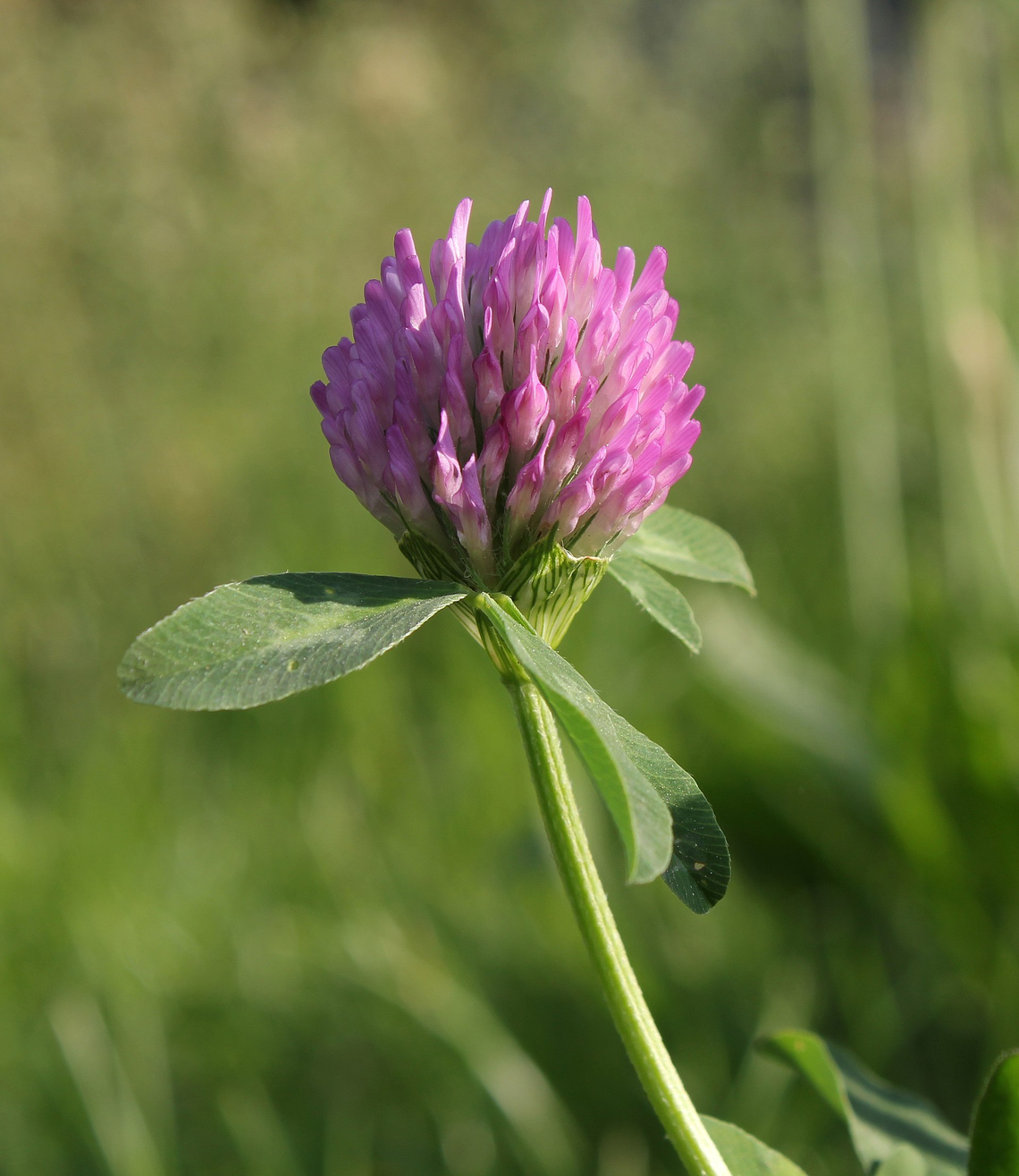 Botanical illustration of Red Clover (Trifolium pratense)