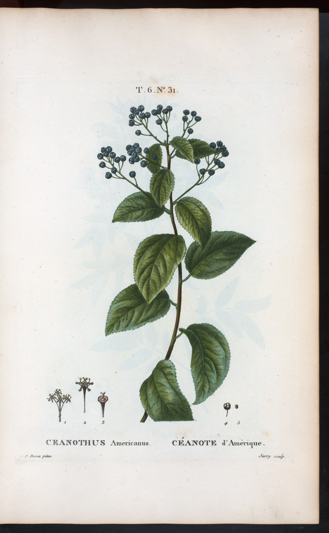 Botanical illustration of Red Root (Ceanothus americanus)