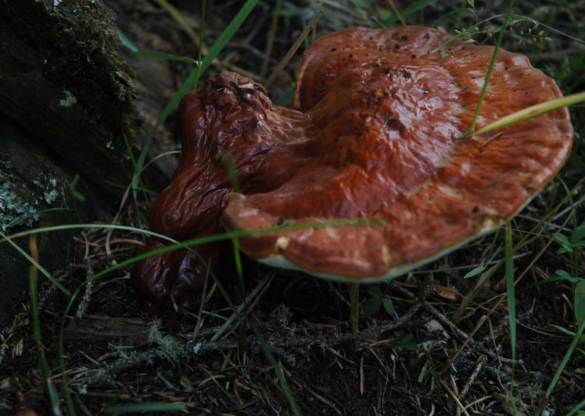 Botanical illustration of Reishi Mushroom (Ganoderma lucidum)