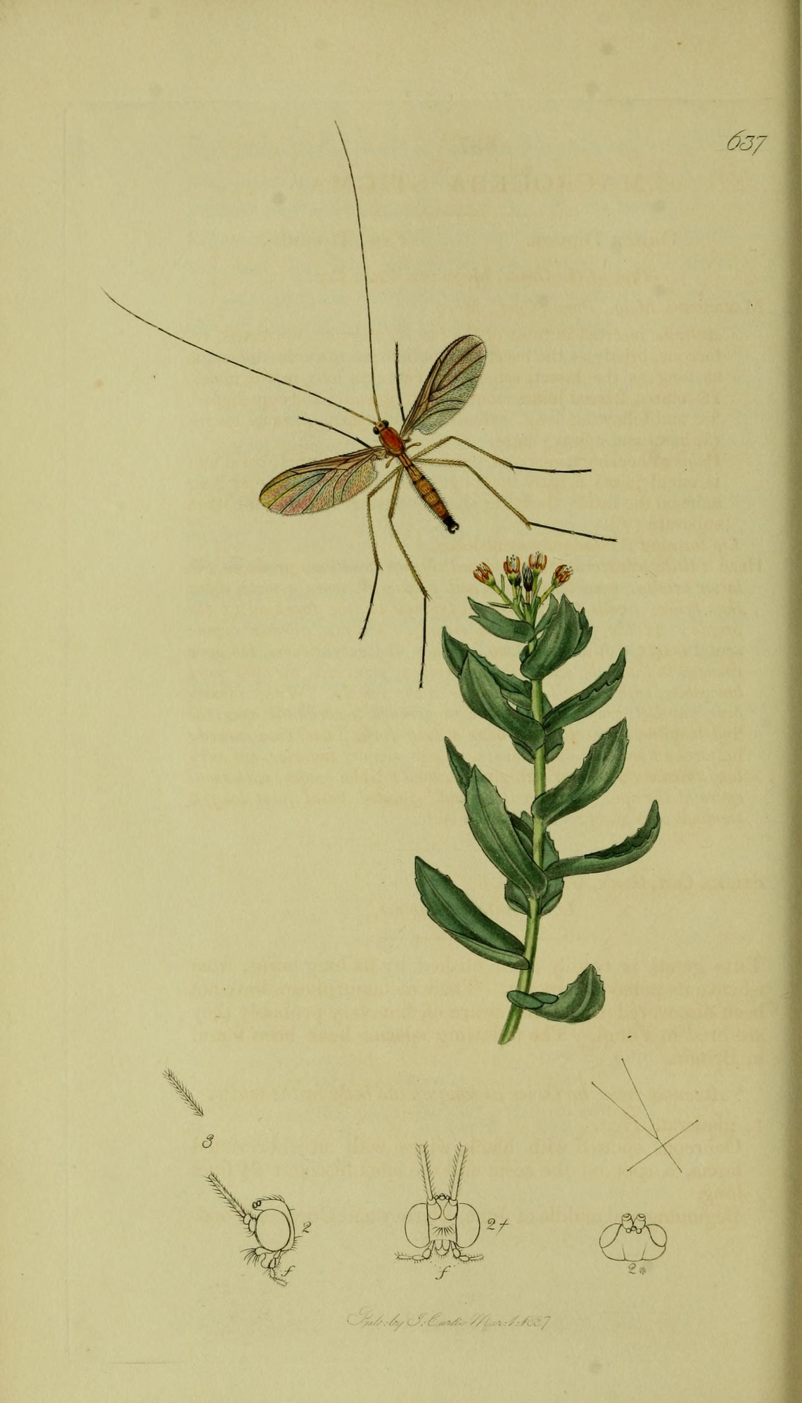Botanical illustration of Rhodiola (Rhodiola rosea)