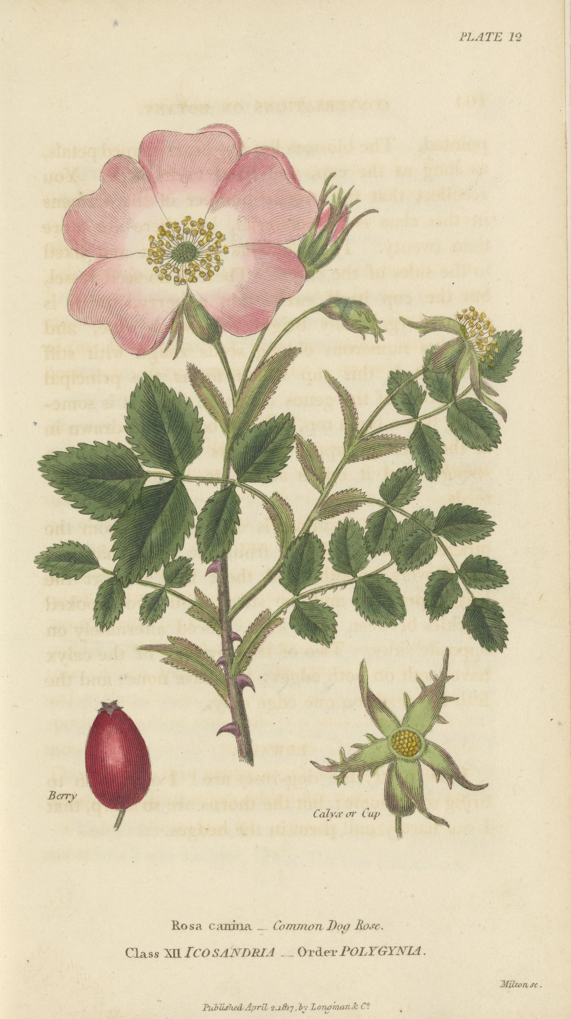 Botanical illustration of Rose Hips (Rosa canina)