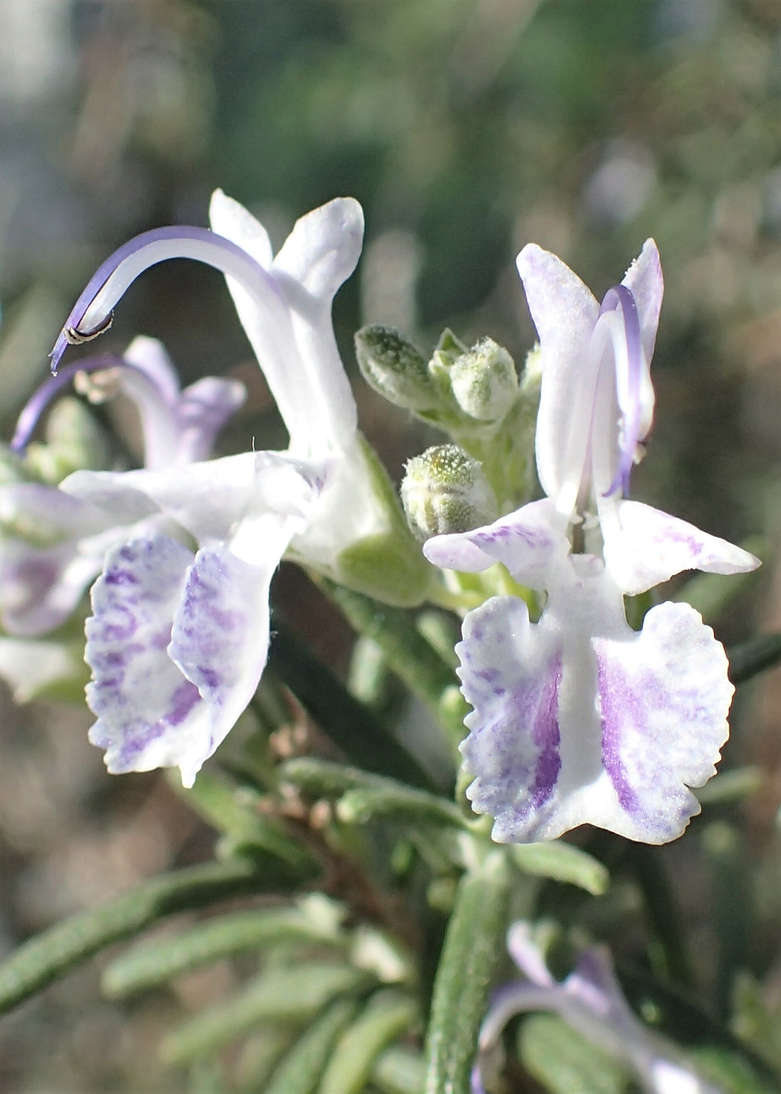 Botanical illustration of Rosemary (Rosmarinus officinalis)
