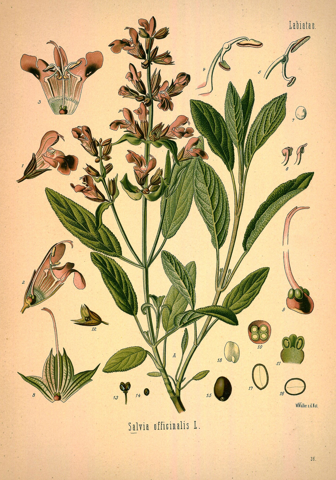 Botanical illustration of Sage (Salvia officinalis)