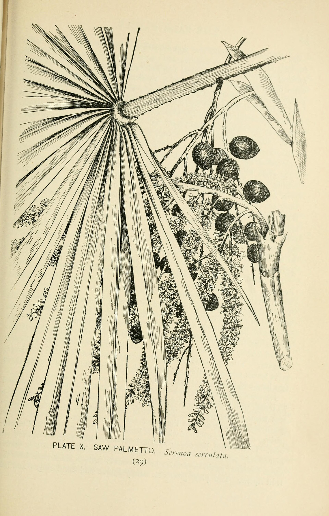 Botanical illustration of Saw Palmetto (Serenoa repens)