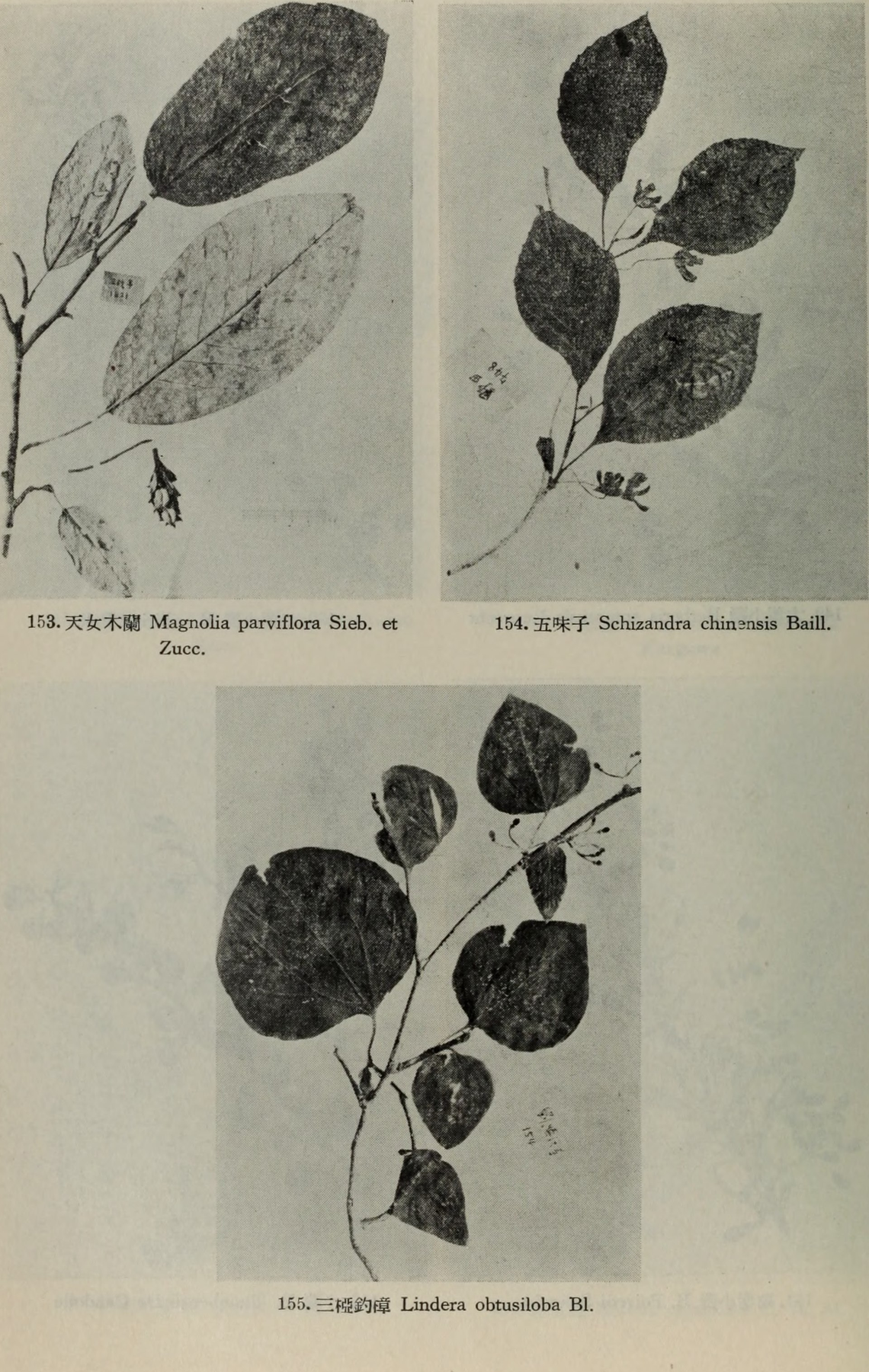 Botanical illustration of Schisandra (Schisandra chinensis)