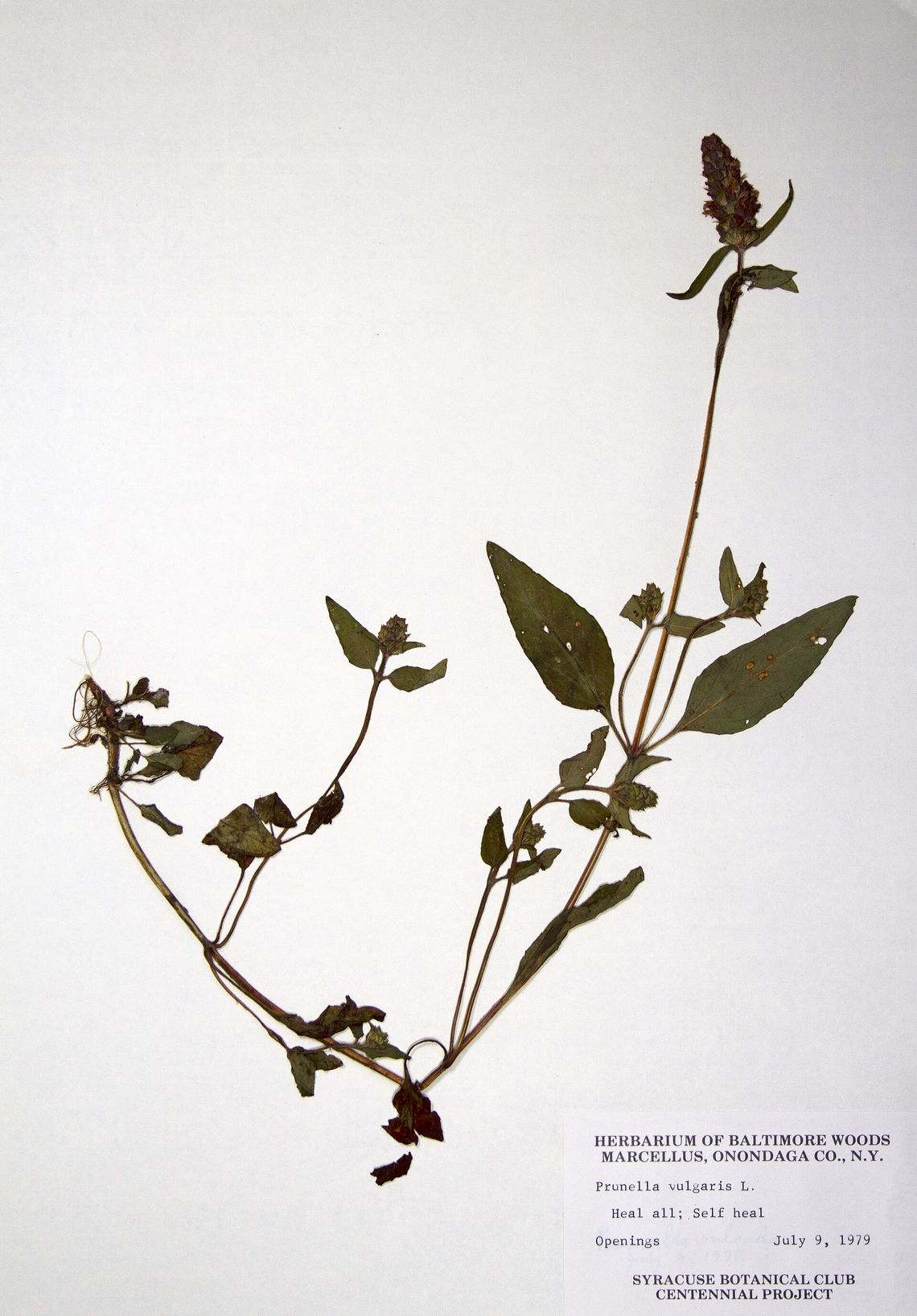 Botanical illustration of Self-Heal (Prunella vulgaris)
