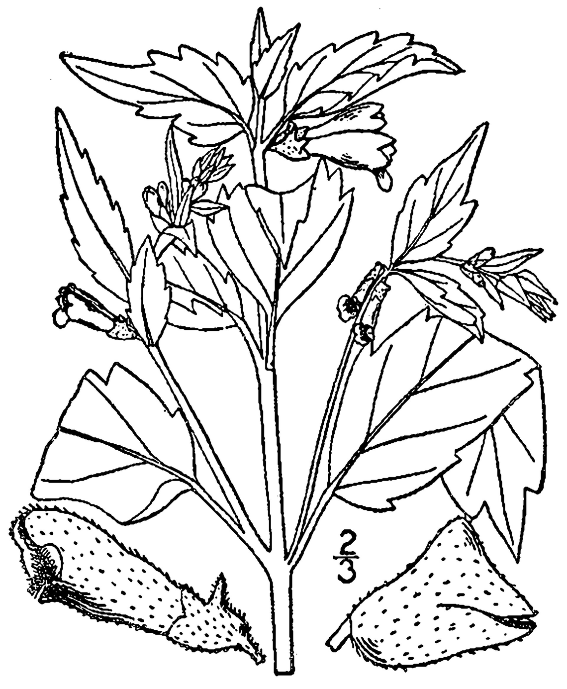 Botanical illustration of Skullcap (Scutellaria lateriflora)