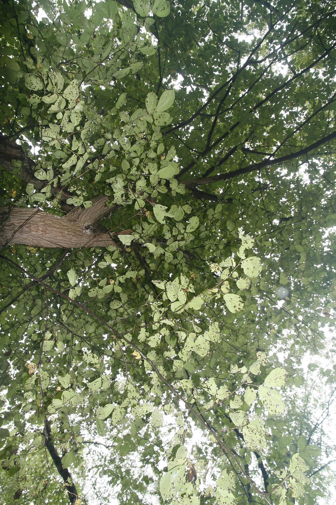 Botanical illustration of Slippery Elm (Ulmus rubra)