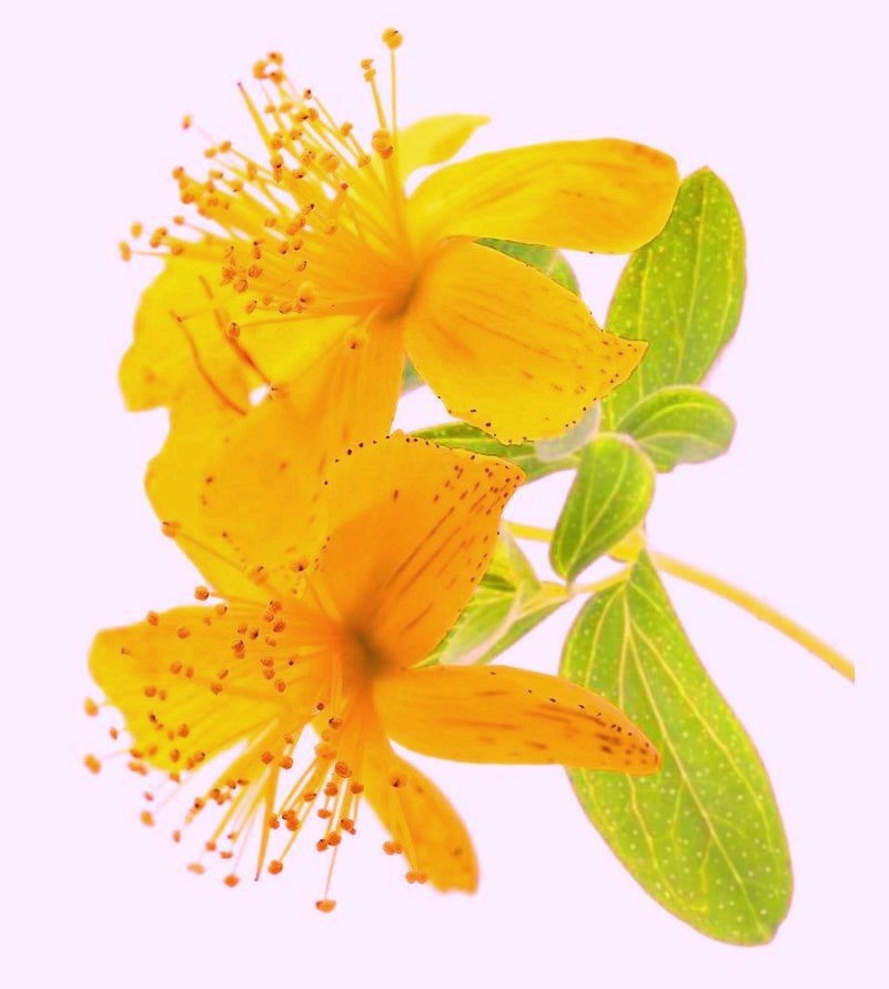 Botanical illustration of St. John's Wort (Hypericum perforatum)