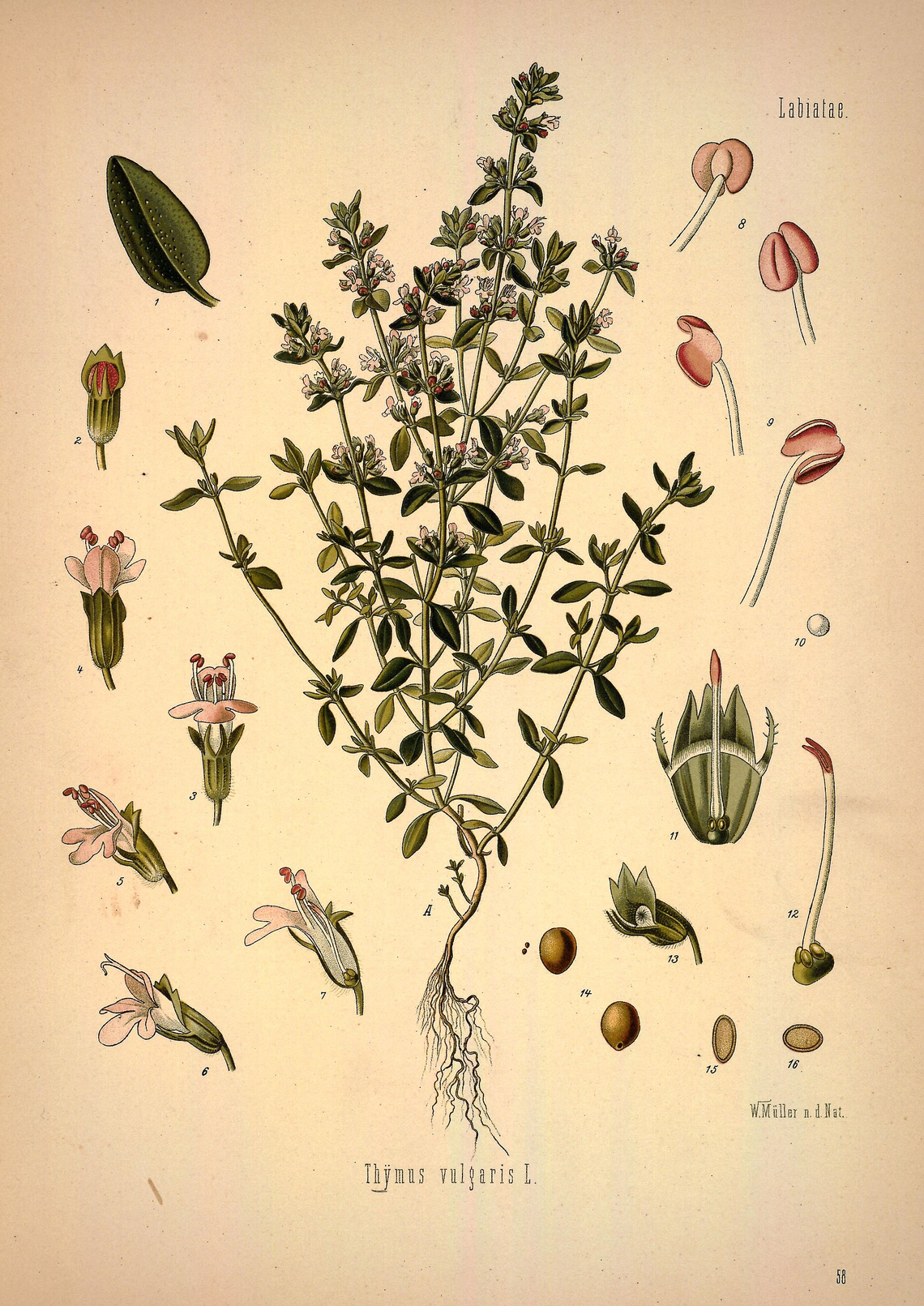 Botanical illustration of Thyme (Thymus vulgaris)