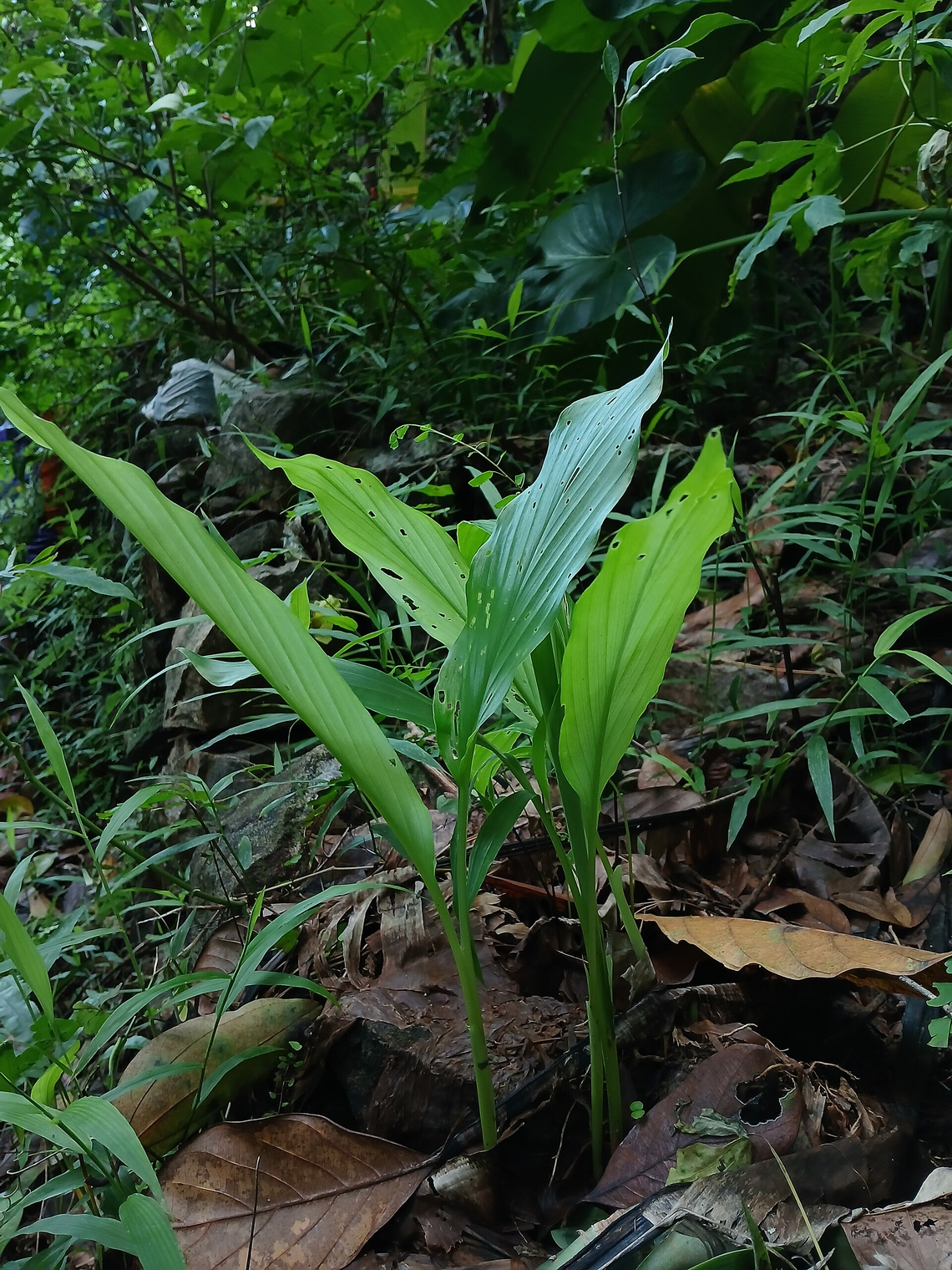 Botanical illustration of Turmeric (Curcuma longa)