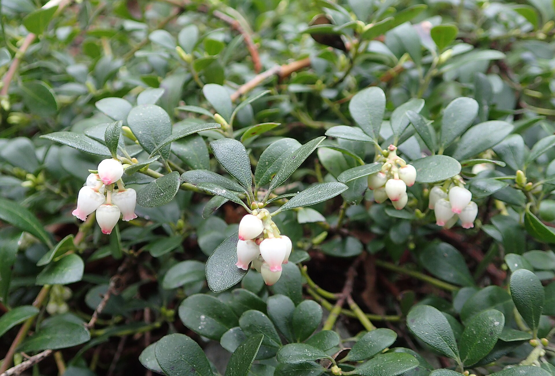 Botanical illustration of Uva Ursi (Arctostaphylos uva-ursi)