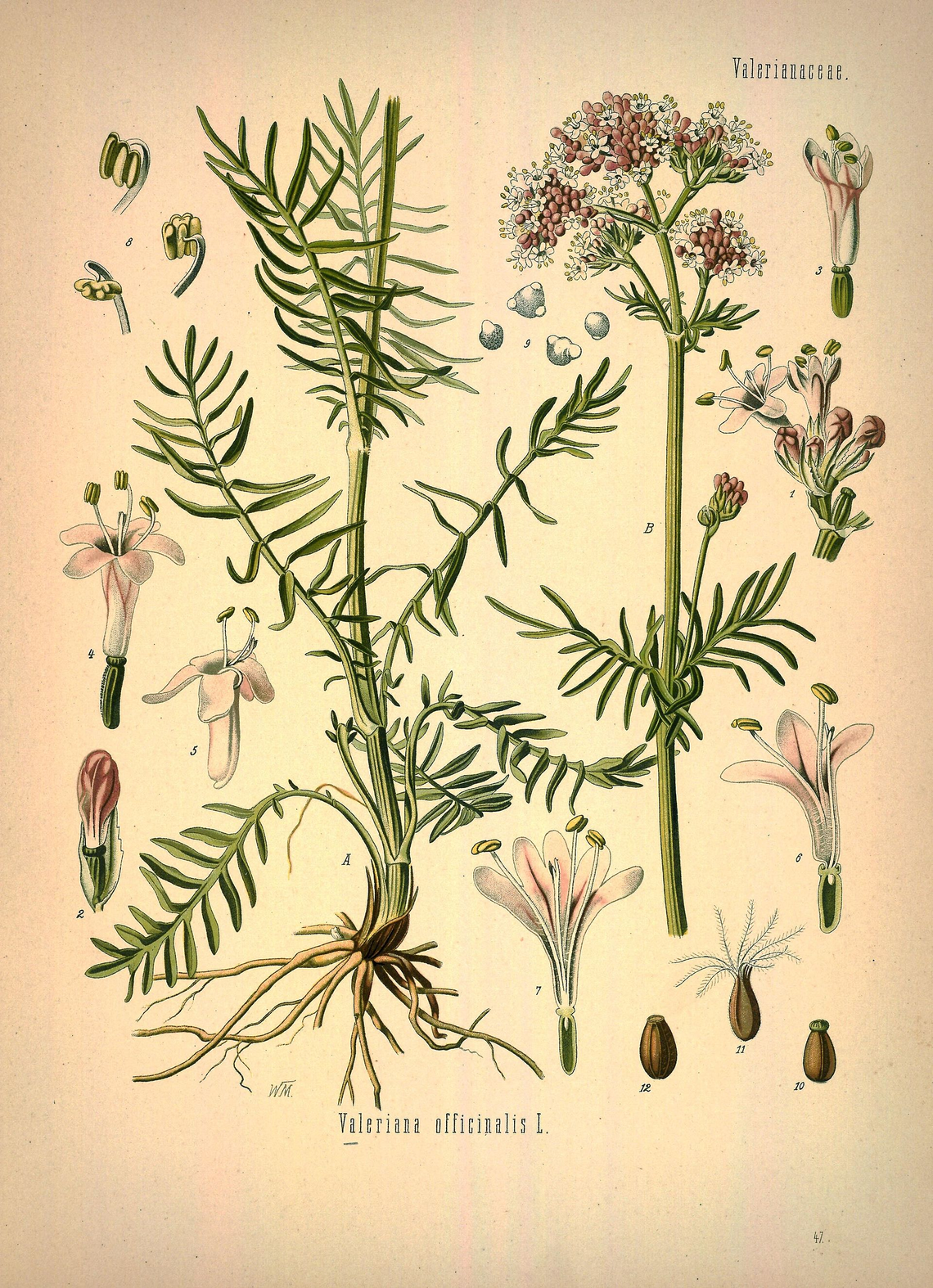 Botanical illustration of Valerian (Valeriana officinalis)