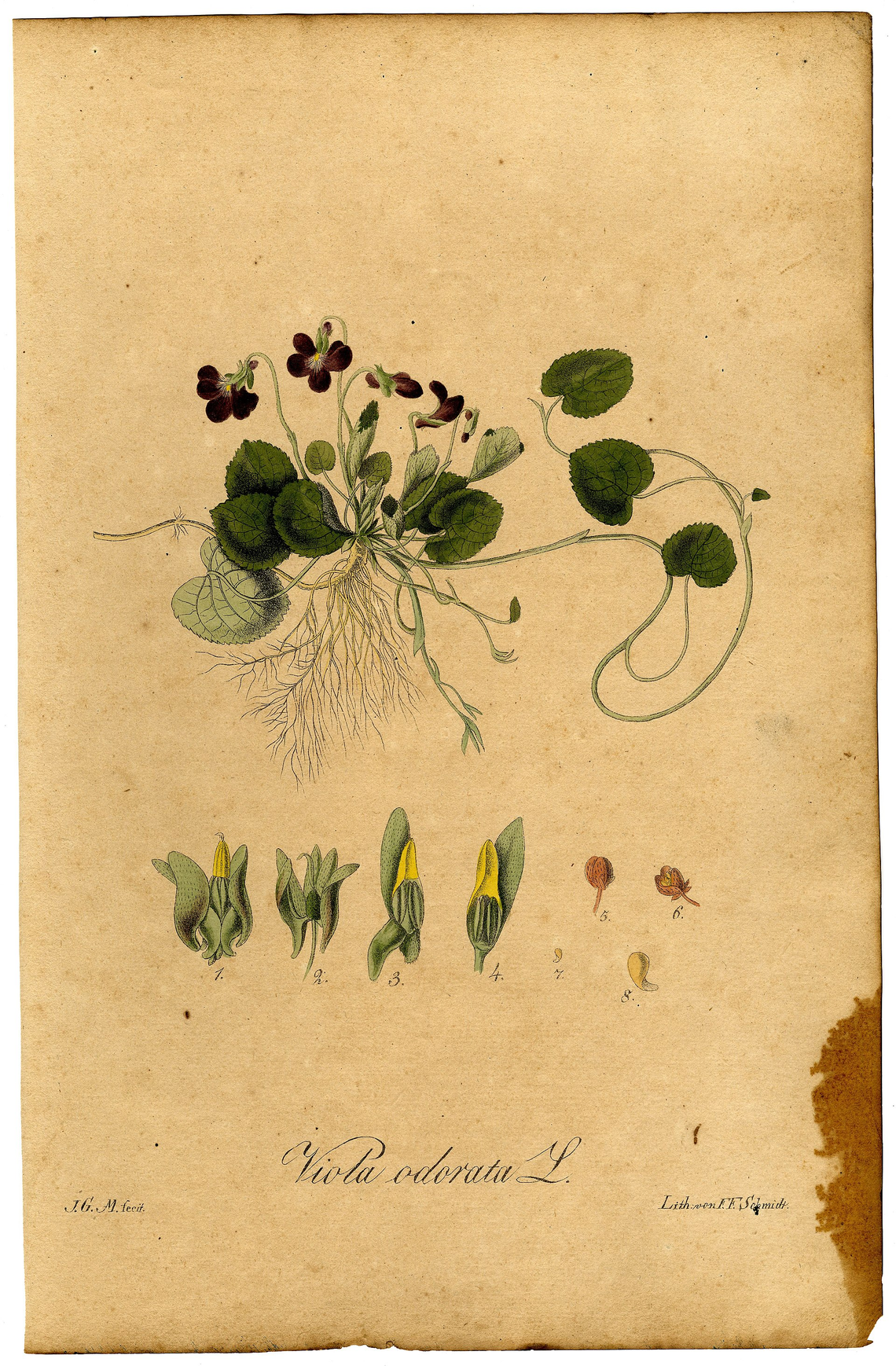Botanical illustration of Violet (Viola odorata)