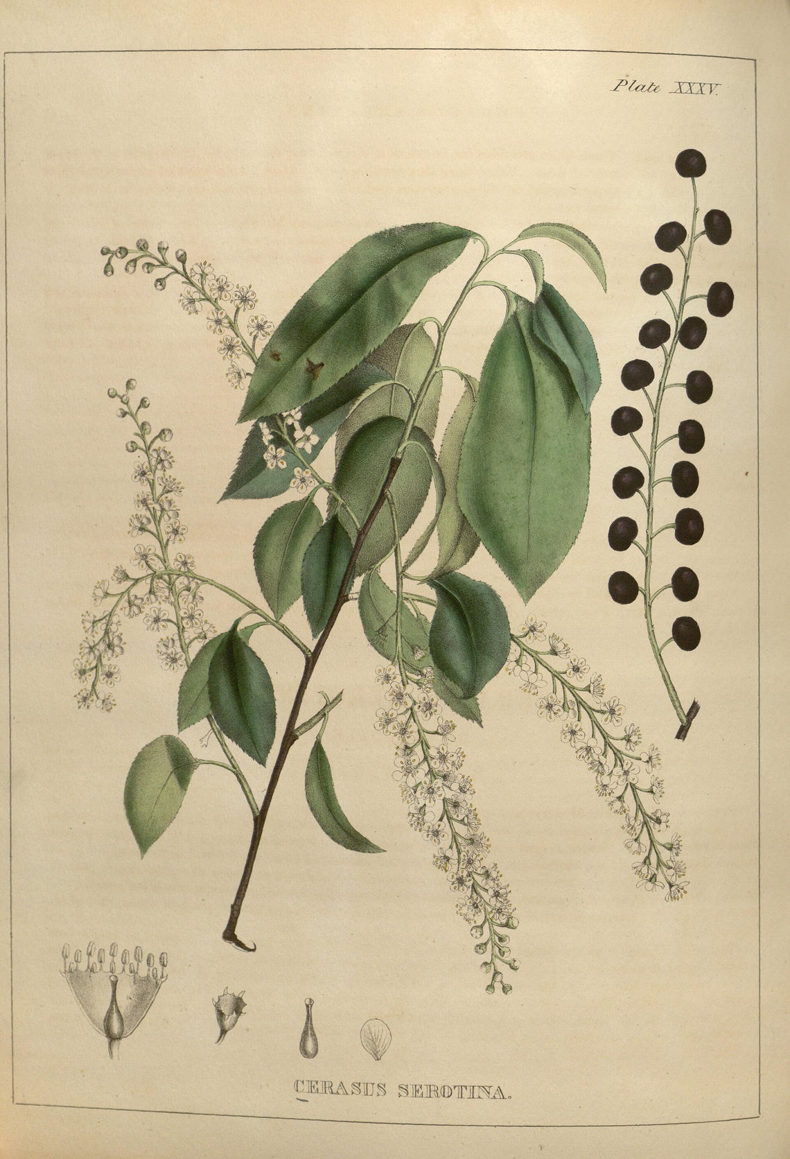 Botanical illustration of Wild Cherry (Prunus serotina)