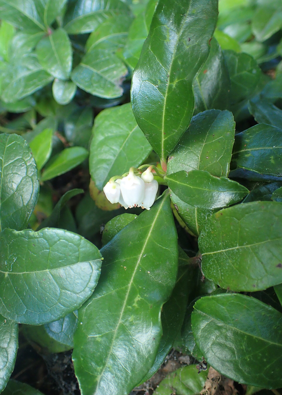 Botanical illustration of Wintergreen (Gaultheria procumbens)
