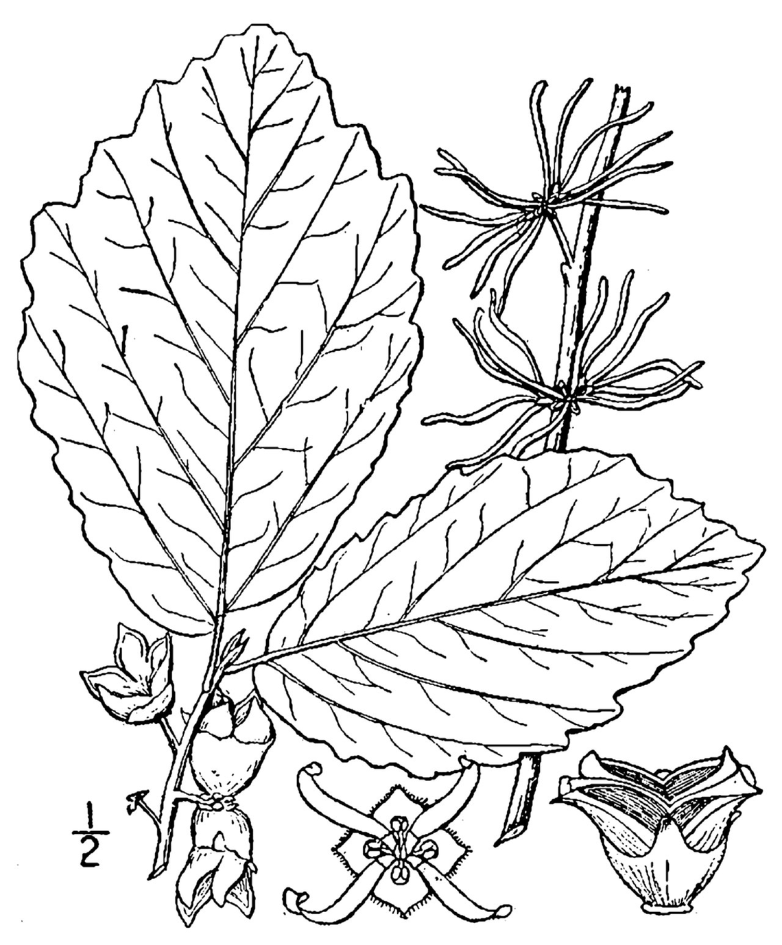 Botanical illustration of Witch Hazel (Hamamelis virginiana)