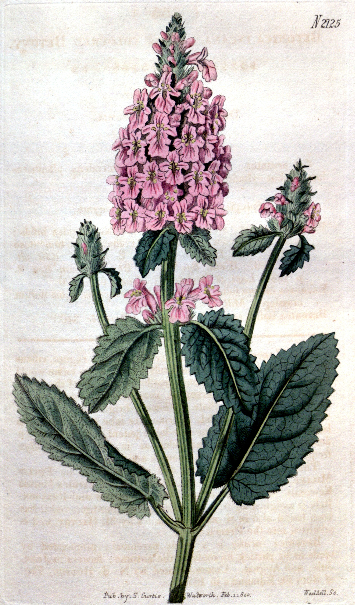 Botanical illustration of Wood Betony (Stachys betonica)