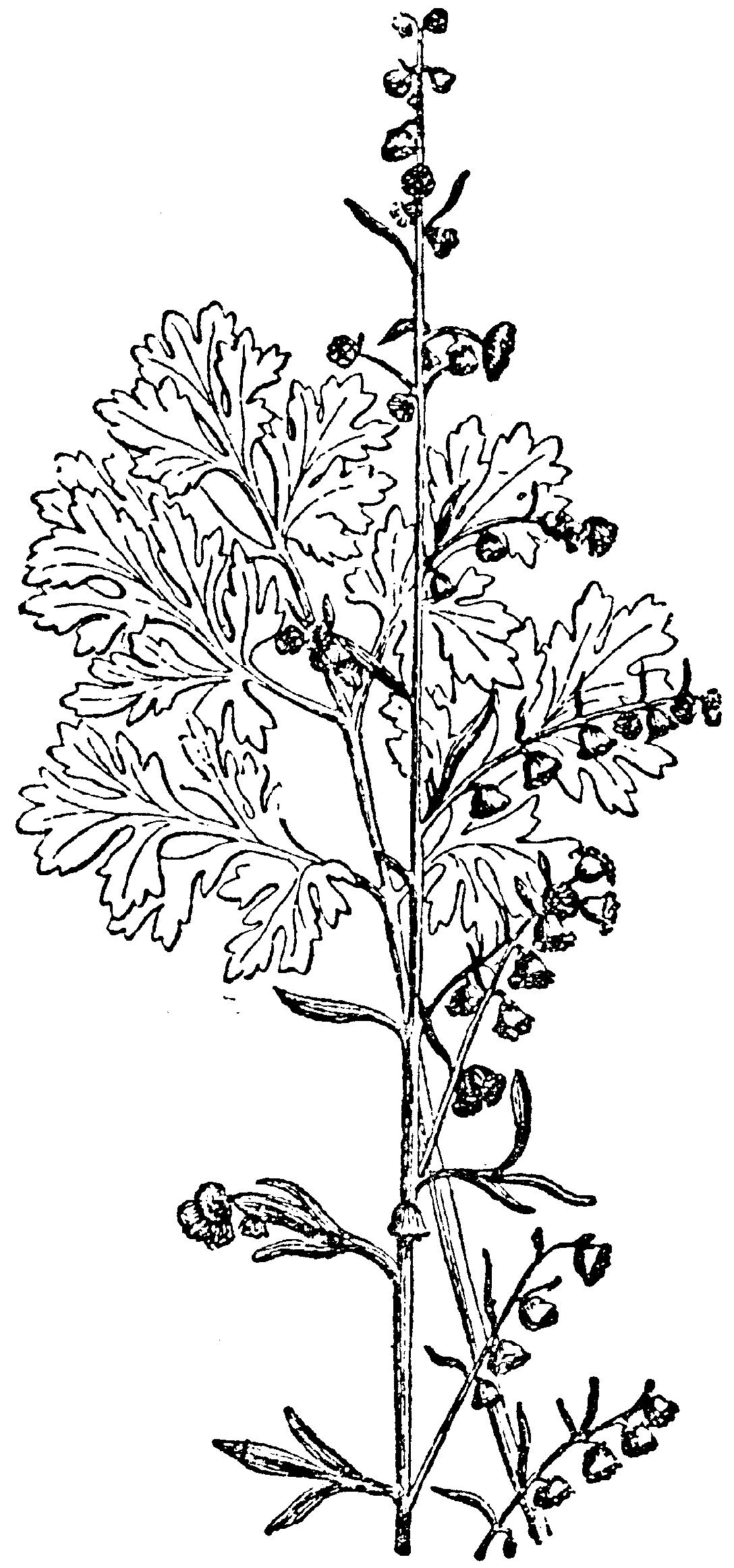 Botanical illustration of Wormwood (Artemisia absinthium)