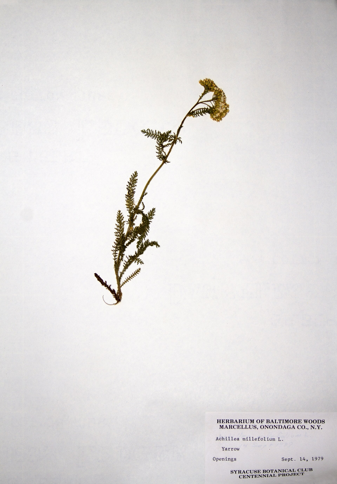 Botanical illustration of Yarrow (Achillea millefolium)