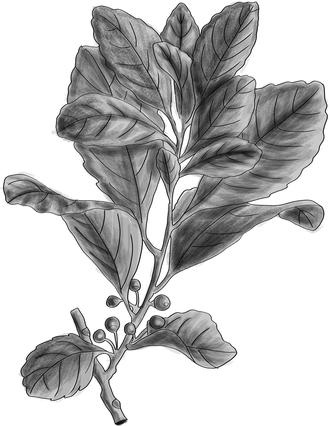 Botanical illustration of Yerba Mate (Ilex paraguariensis)